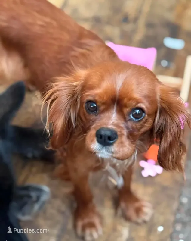 Full AKC Ember , a female Cavalier King Charles Spaniel for sale in Colorado Springs, CO – Photo 1 of 4