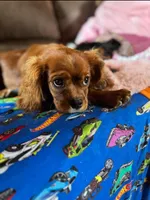 Full AKC Ember , a female Cavalier King Charles Spaniel for sale in Colorado Springs, CO – Photo 2 of 4