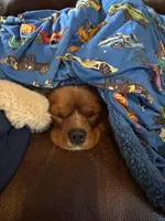 Full AKC Ember , a female Cavalier King Charles Spaniel for sale in Colorado Springs, CO – Photo 4 of 4