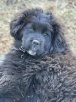 Raya , a female Tibetan Mastiff for sale in Colorado Springs, CO – Photo 1 of 2