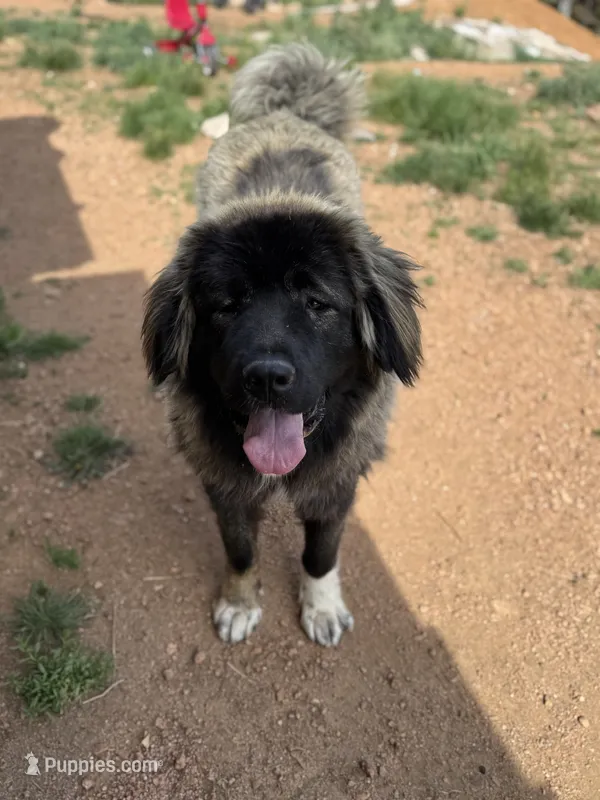 MJ – Caucasian Ovcharka puppy for sale in Colorado Springs, CO