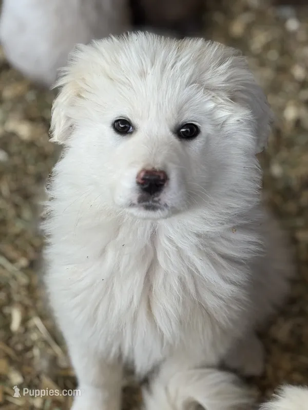 Lilly – Great Pyrenees puppy for sale in Colorado Springs, CO