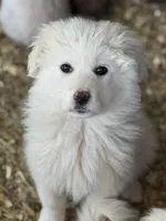 Lilly, a female Great Pyrenees for sale in Colorado Springs, CO – 1 of 3