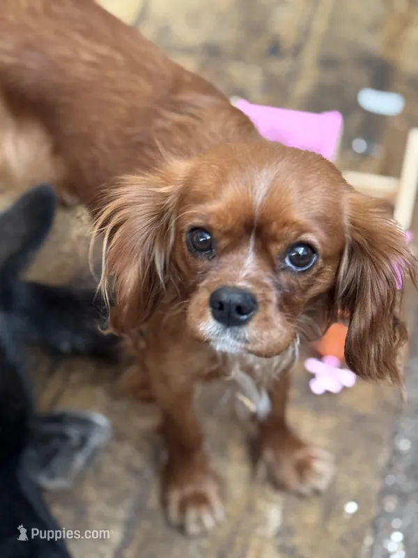 Ember, a female Cavalier King Charles Spaniel for sale in Colorado Springs, CO – Photo 1 of 1