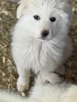 Lilly, a female Great Pyrenees for sale in Colorado Springs, CO – 2 of 3