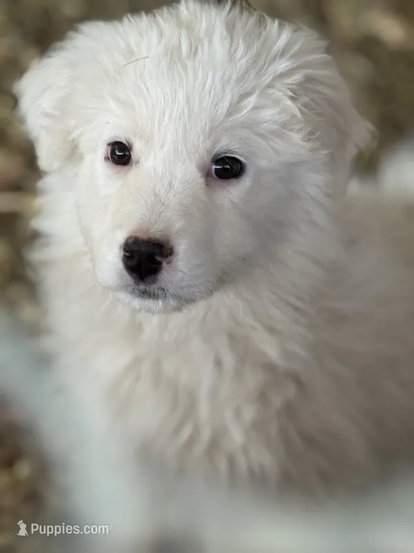 Lola – Great Pyrenees puppy for sale in Colorado Springs, CO