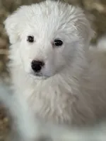 Lola, a female Great Pyrenees for sale in Colorado Springs, CO – 1 of 1