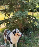 Sky, a female Australian Shepherd for sale in Colorado Springs, CO – Photo 2 of 3