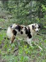 Sky, a female Australian Shepherd for sale in Colorado Springs, CO – Photo 1 of 3