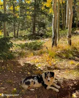 Sky, a female Australian Shepherd for sale in Colorado Springs, CO – Photo 3 of 3