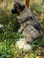 Amira, a female Sarplaninac for sale in Colorado Springs, CO – Photo 1 of 2