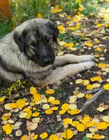 Amira, a female Sarplaninac for sale in Colorado Springs, CO – Photo 2 of 2