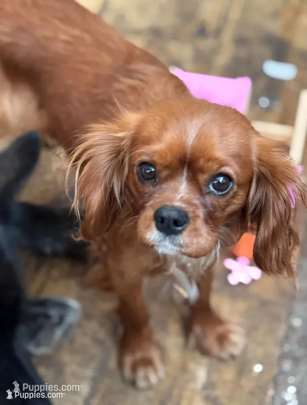 Ember  – Cavalier King Charles Spaniel puppy for sale in Colorado Springs, CO