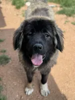 MJ, a male Caucasian Ovcharka for sale in Colorado Springs, CO – 2 of 3