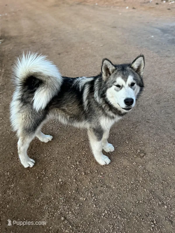 Bear, a male Alaskan Malamute for sale in Colorado Springs, CO – Photo 1 of 1