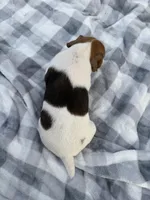 Bucky, a male Jack Russell Terrier for sale in Princeton, MO – 3 of 4