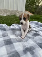 Bucky, a male Jack Russell Terrier for sale in Princeton, MO – 2 of 4