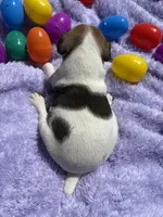 Bucky, a male Jack Russell Terrier for sale in Princeton, MO – Photo 4 of 4