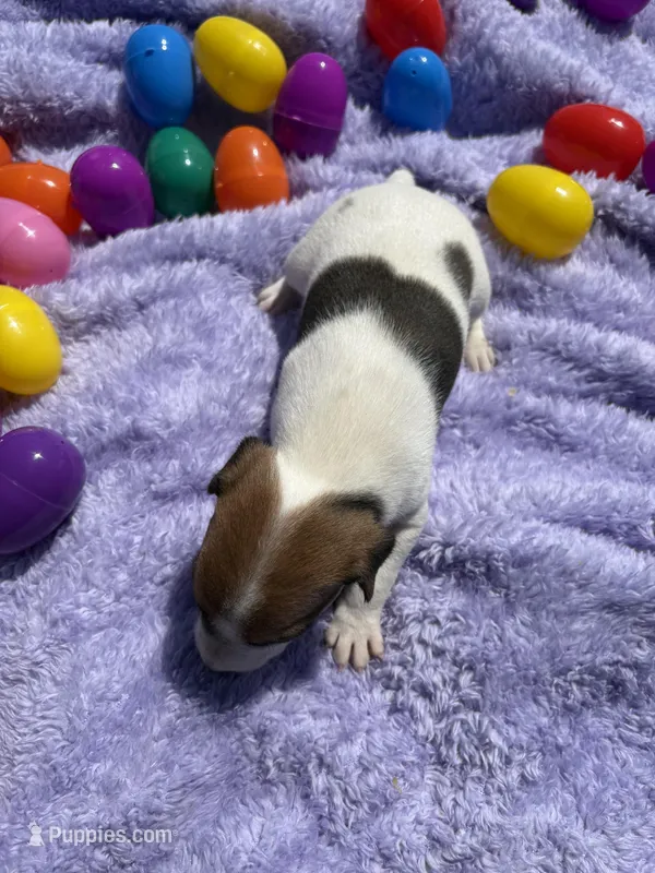Bucky – Jack Russell Terrier puppy for sale in Princeton, MO