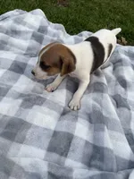 Bucky, a male Jack Russell Terrier for sale in Princeton, MO – 4 of 4