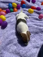 Bucky, a male Jack Russell Terrier for sale in Princeton, MO – Photo 3 of 4