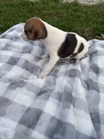Bucky, a male Jack Russell Terrier for sale in Princeton, MO – 1 of 4