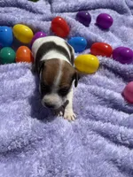 Bucky, a male Jack Russell Terrier for sale in Princeton, MO – Photo 2 of 4