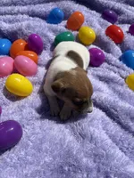 Jasper , a male Jack Russell Terrier for sale in Princeton, MO – Photo 2 of 4