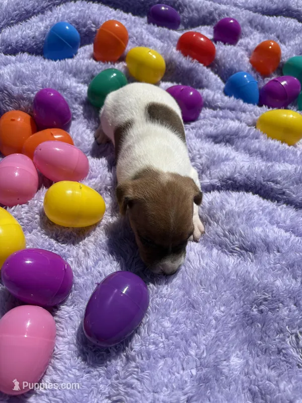 Jasper  – Jack Russell Terrier puppy for sale in Princeton, MO
