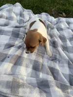 Jasper , a male Jack Russell Terrier for sale in Princeton, MO – 3 of 5