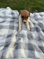 Jasper , a male Jack Russell Terrier for sale in Princeton, MO – 2 of 5