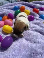 Jasper , a male Jack Russell Terrier for sale in Princeton, MO – Photo 4 of 4