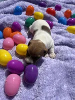 Jasper , a male Jack Russell Terrier for sale in Princeton, MO – Photo 3 of 4