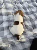 Jasper , a male Jack Russell Terrier for sale in Princeton, MO – 5 of 5