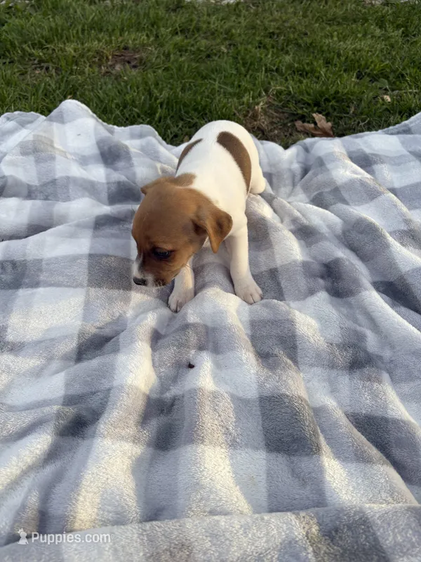 Jasper  – Jack Russell Terrier puppy for sale in Princeton, MO
