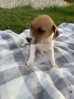 Jasper , a male Jack Russell Terrier for sale in Princeton, MO – 4 of 5