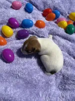 Chloe, a female Jack Russell Terrier for sale in Princeton, MO – Photo 3 of 5