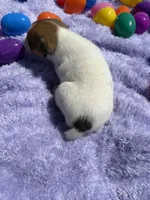 Chloe, a female Jack Russell Terrier for sale in Princeton, MO – Photo 5 of 5