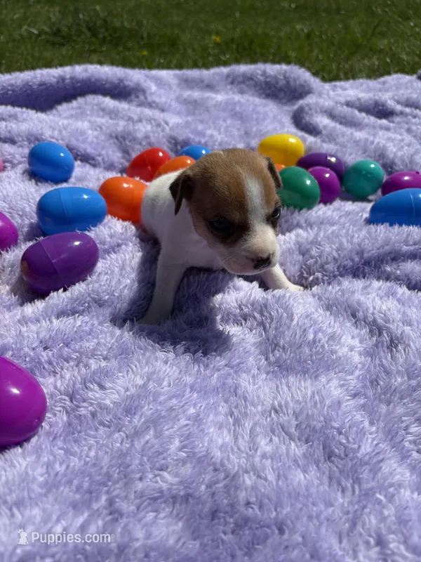 Chloe – Jack Russell Terrier puppy for sale in Princeton, MO