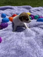 Chloe, a female Jack Russell Terrier for sale in Princeton, MO – Photo 4 of 5