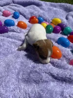 Chloe, a female Jack Russell Terrier for sale in Princeton, MO – Photo 2 of 5