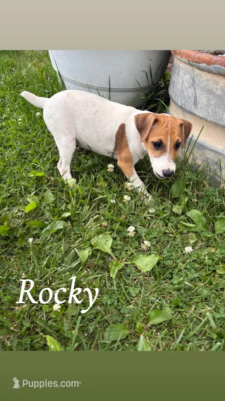 Rocky – Jack Russell Terrier puppy for sale in Princeton, MO