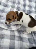 Elmer, a male Jack Russell Terrier for sale in Princeton, MO – 2 of 4