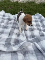 Elmer, a male Jack Russell Terrier for sale in Princeton, MO – 1 of 4