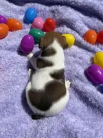 Elmer, a male Jack Russell Terrier for sale in Princeton, MO – Photo 3 of 5