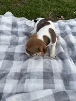 Elmer, a male Jack Russell Terrier for sale in Princeton, MO – 3 of 4