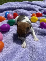 Elmer, a male Jack Russell Terrier for sale in Princeton, MO – Photo 2 of 5