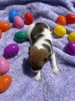 Elmer, a male Jack Russell Terrier for sale in Princeton, MO – Photo 4 of 5