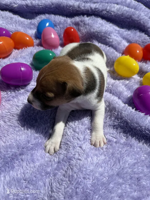Elmer – Jack Russell Terrier puppy for sale in Princeton, MO