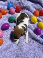 Elmer, a male Jack Russell Terrier for sale in Princeton, MO – Photo 5 of 5